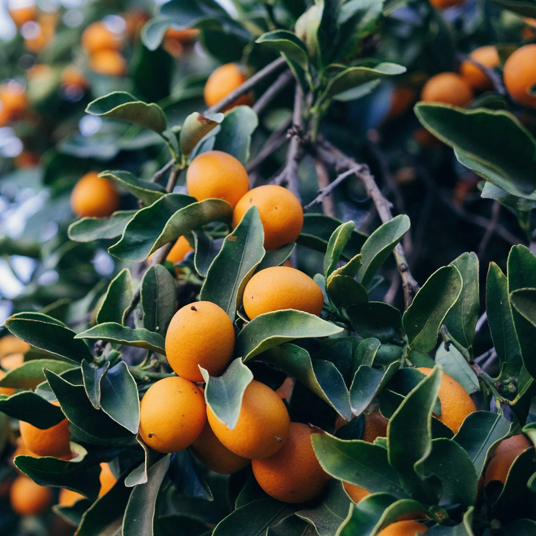 Jammin' To Home Grown Kumquats